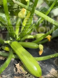 Семена кабачков Фенси F1 / Fensy F1 купить оптом и в розницу в Украине по выгодной цене