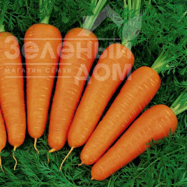 Насіння моркви Ред Кор / Red Cor, 100-110 днів купити оптом і в роздріб в Україні за вигідною ціною