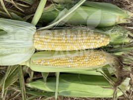 Насіння кукурудзи БСС 1075 F1 / BSS 1075 F1, 75-77 днів купити оптом і в роздріб в Україні за вигідною ціною