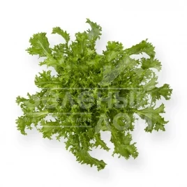 Семена салата Сигал / Cigal купить оптом и в розницу в Украине по выгодной цене