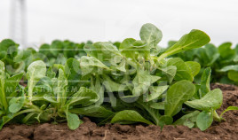 Насіння салату Бонвіта / Bonvita купити оптом і в роздріб в Україні за вигідною ціною