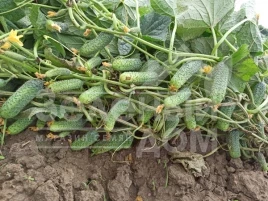 Семена огурцов Диез F1 / Diyez F1 купить оптом и в розницу в Украине по выгодной цене