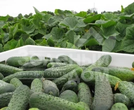 Семена огурцов Шанталь F1 / Chantal F1,45-50 дней купить оптом и в розницу в Украине по выгодной цене