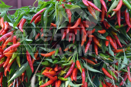 Насіння гіркого перцю Хай Флай 2 F1 / High Fly 2 F1 купити оптом і в роздріб в Україні за вигідною ціною