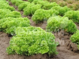 Семена салата Рекорд / Record купить оптом и в розницу в Украине по выгодной цене