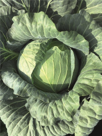 Насіння капусти білокачанної Репорт F1 / Report F1,118-120 днів купити оптом і в роздріб в Україні за вигідною ціною