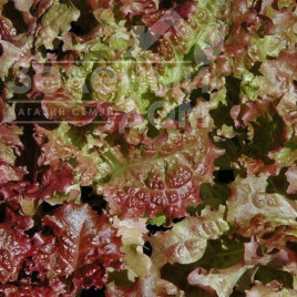 Насіння салату Роден / Roden купити оптом і в роздріб в Україні за вигідною ціною