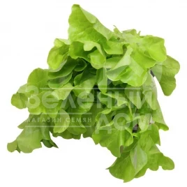 Семена салата Кирибати / Kiribati купить оптом и в розницу в Украине по выгодной цене