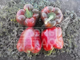 Семена сладкого перца Трик F1 / Trik F1,80 дней купить оптом и в розницу в Украине по выгодной цене