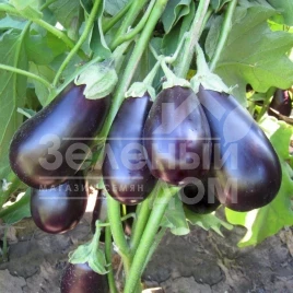 Семена баклажана Прадо F1 / Prado F1,90-100 дней купить оптом и в розницу в Украине по выгодной цене