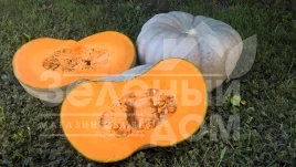 Семена тыквы Сампсон F1 / Sampson F1,100-110 дней купить оптом и в розницу в Украине по выгодной цене