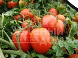 Семена томатов Галера / Galera купить оптом и в розницу в Украине по выгодной цене
