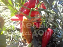 Семена сладкого перца Дельфа F1 / Delfa F1,60 дней купить оптом и в розницу в Украине по выгодной цене