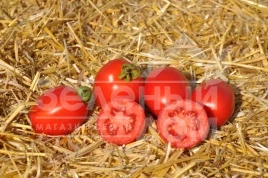 Семена томатов Чезена F1 / Chezena F1, 85-95 дней купить оптом и в розницу в Украине по выгодной цене