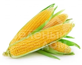 Семена кукурузы Элемент F1/ Element F1, 82 дня купить оптом и в розницу в Украине по выгодной цене