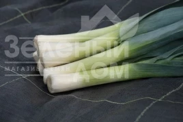 Лук порей Осло F1 / Oslo F1 купить оптом и в розницу в Украине по выгодной цене