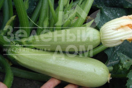 Насіння кабачків Алія F1 / Alija F1,40-45 днів купити оптом і в роздріб в Україні за вигідною ціною