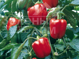 Насіння солодкого перцю Прокрафт F1 / Prokraft F1 купити оптом і в роздріб в Україні за вигідною ціною