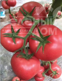Насіння томатів Ризотта F1 / Rizzota F1 купити оптом і в роздріб в Україні за вигідною ціною