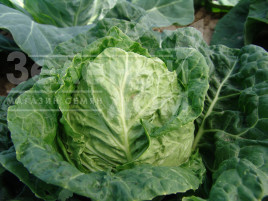 Насіння капусти савойської Рана Жлута / Rana Zluta,70-75 днів  купити оптом і в роздріб в Україні за вигідною ціною