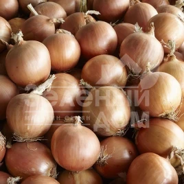 Лук репчатый Диско F1 / Disco F1,110-115 дней купить оптом и в розницу в Украине по выгодной цене