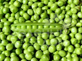 Семена гороха Авола / Avola купить оптом и в розницу в Украине по выгодной цене