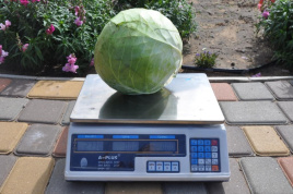 Насіння капусти білокачанної Арль F1 / Arl F1, 90-95 днів купити оптом і в роздріб в Україні за вигідною ціною