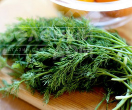 Насіння кропу Алігатор / Aligator купити оптом і в роздріб в Україні за вигідною ціною