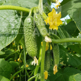 Насіння огірків Унікум F1 / Unikum F1,42 дні купити оптом і в роздріб в Україні за вигідною ціною