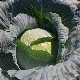 Насіння капусти білокачанної Сармелло F1 / Sarmello F1,90-95 днів купити оптом і в роздріб в Україні за вигідною ціною