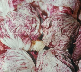 Насіння салату Ди Кьоджа / Di Kiodzha, 60 дней купити оптом і в роздріб в Україні за вигідною ціною