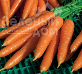 Насіння моркви Волкано F1 / Volcano F1,130-145 днів купити оптом і в роздріб в Україні за вигідною ціною