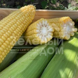 Семена кукурузы Рапид F1 / Rapid F1,62 дня купить оптом и в розницу в Украине по выгодной цене