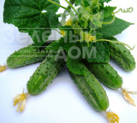 Насіння огірків Регал F1 / Regal F1,45-48 днів купити оптом і в роздріб в Україні за вигідною ціною