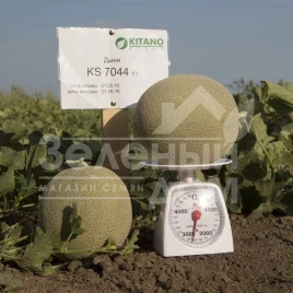 Семена дыни КС 7044 F1 / KS 7044 F1, 75-80 дней купить оптом и в розницу в Украине по выгодной цене