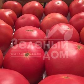 Семена томатов Пинк Роуз F1 / Pink Rous F1,100-110 дней купить оптом и в розницу в Украине по выгодной цене
