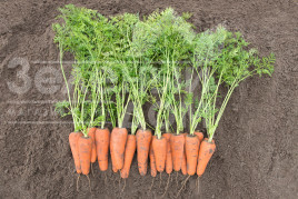 Насіння моркви Кесена F1 / Cesena F1,100-105 днів купити оптом і в роздріб в Україні за вигідною ціною