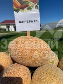 Семена дыни Карьера F1 / Career F1 купить оптом и в розницу в Украине по выгодной цене