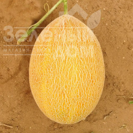 Насіння дині Сицилія F1 / Sicilia F1 купити оптом і в роздріб в Україні за вигідною ціною