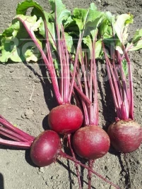 Семена свеклы Привилегия F1 (CRX 409 F1) / Privelege F1 (CRX 409 F1), 100-105 дней купить оптом и в розницу в Украине по выгодной цене