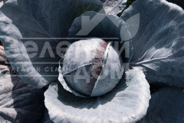 Насіння капусти червоноголової Прім'єро F1 / Primero F1,78 днів купити оптом і в роздріб в Україні за вигідною ціною