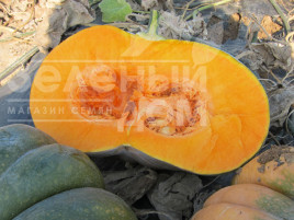 Насіння гарбуза Маноск F1 / Manosk F1,110-115 днів купити оптом і в роздріб в Україні за вигідною ціною