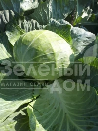 Семена капусты белокочанной Мензания F1 / Menzania F1,115 - 120 дней купить оптом и в розницу в Украине по выгодной цене