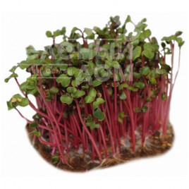 Насіння мікрогрін Мікрогрін Редиска / Microgreen Radish купити оптом і в роздріб в Україні за вигідною ціною
