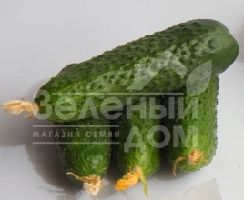 Семена огурцов Мимино F1 / Mimino F1,40-45 дней купить оптом и в розницу в Украине по выгодной цене
