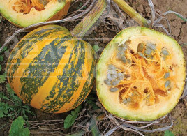 Насіння гарбуза Есо / Eso,110-120 днів купити оптом і в роздріб в Україні за вигідною ціною