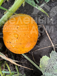 Насіння гарбуза Апрентіс F1 / Aprentis F1 купити оптом і в роздріб в Україні за вигідною ціною