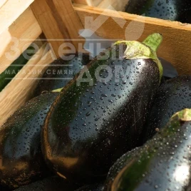 Семена баклажана Каптан F1 / Kaptan F1, 60-65 дней купить оптом и в розницу в Украине по выгодной цене