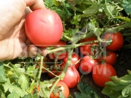 Семена томатов Семакинг F1 / Semaking F1,80-90 дней купить оптом и в розницу в Украине по выгодной цене