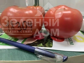Насіння томату Розетт (ТЛ 18304) F1 / Rosett (TL 18304) F1 купити оптом і в роздріб в Україні за вигідною ціною